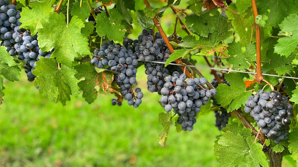 Photo of wine grapes on a vine.