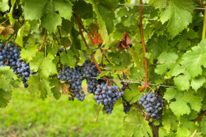 grapevines